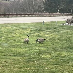 18k earrings,14k necklace. For Liz .